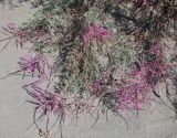 Tamarix hispida. Ветви цветущего растения. Узбекистан, Ферганская обл., Язъяванский р-н, Язъяванские пески, частично закреплённые дюны. 15 сентября 2022 г.