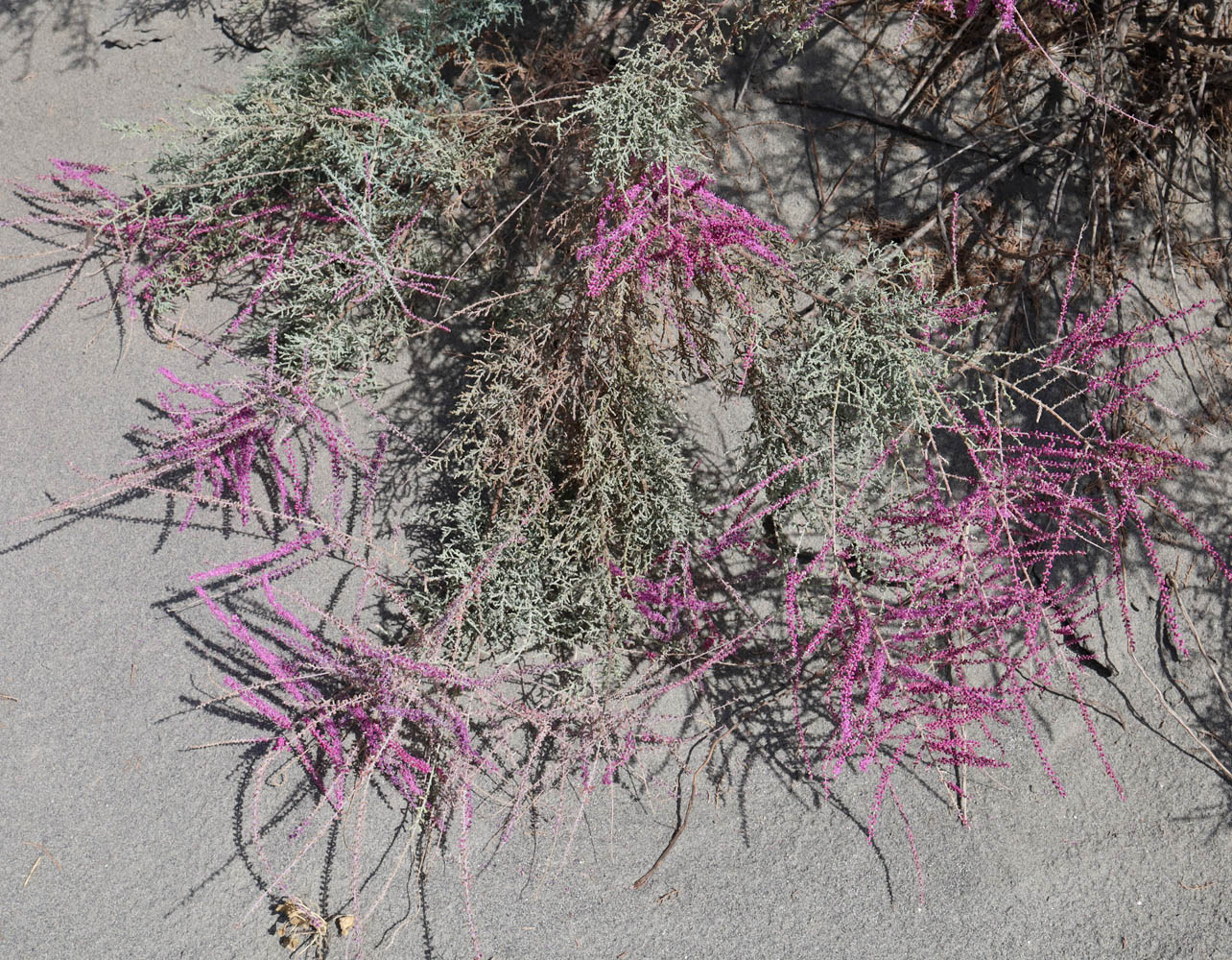 Image of Tamarix hispida specimen.