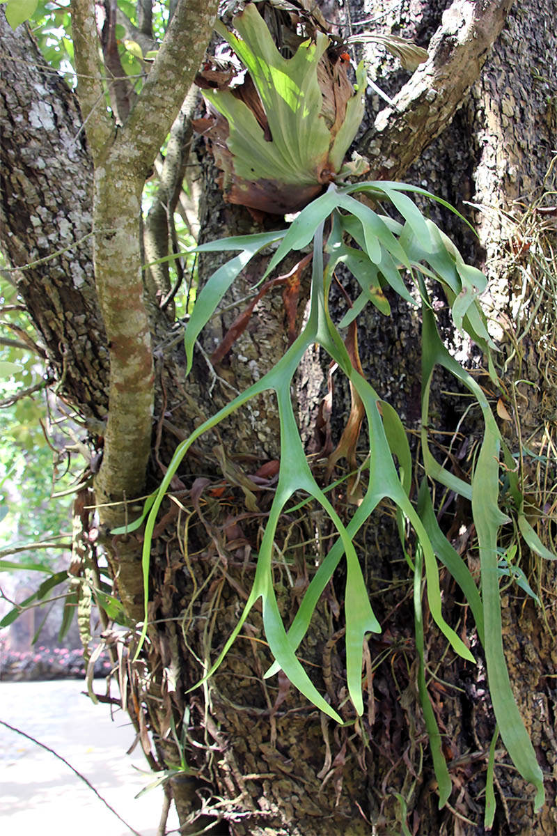 Image of genus Platycerium specimen.