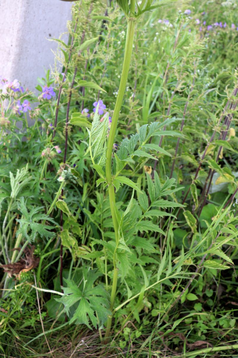 Image of Valeriana officinalis specimen.