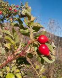 Rosa pulverulenta. Верхушка ветки с плодами. Адыгея, Кавказский биосферный заповедник, ур. Яворова Поляна, ≈ 1900 м н.у.м., субальпийский луг. 17.10.2015.