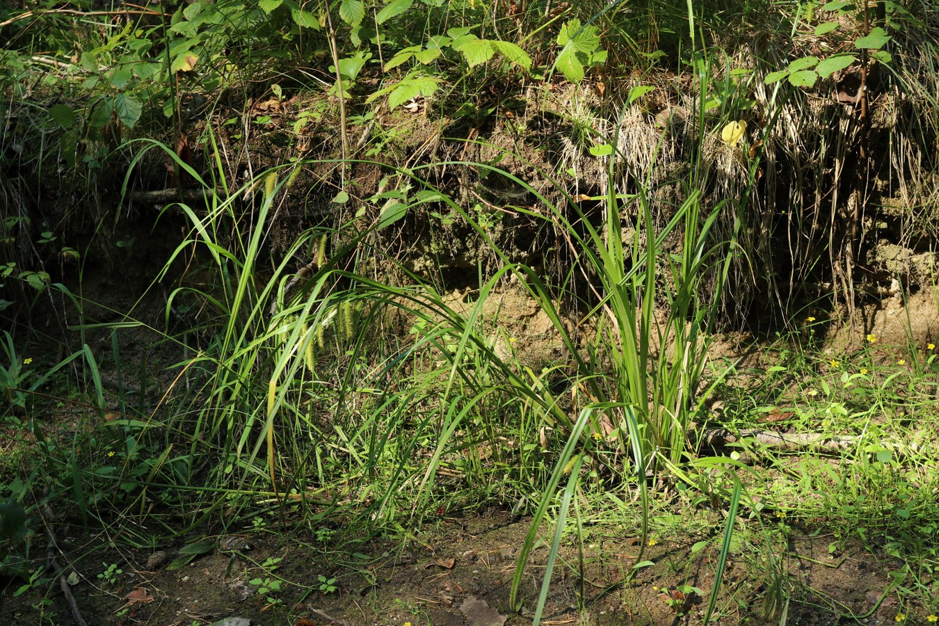 Image of Carex pseudocyperus specimen.