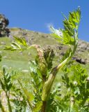 Chaerophyllum rubellum