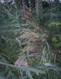 Phragmites australis. Верхушка плодоносящего растения. Москва, Северо-Западный административный округ, р-н Строгино, Щукинский полуостров, берег реки. 16.09.2022.