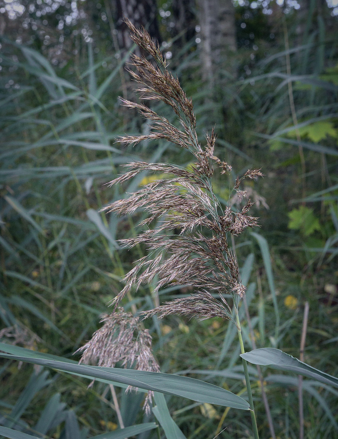 Image of Phragmites australis specimen.