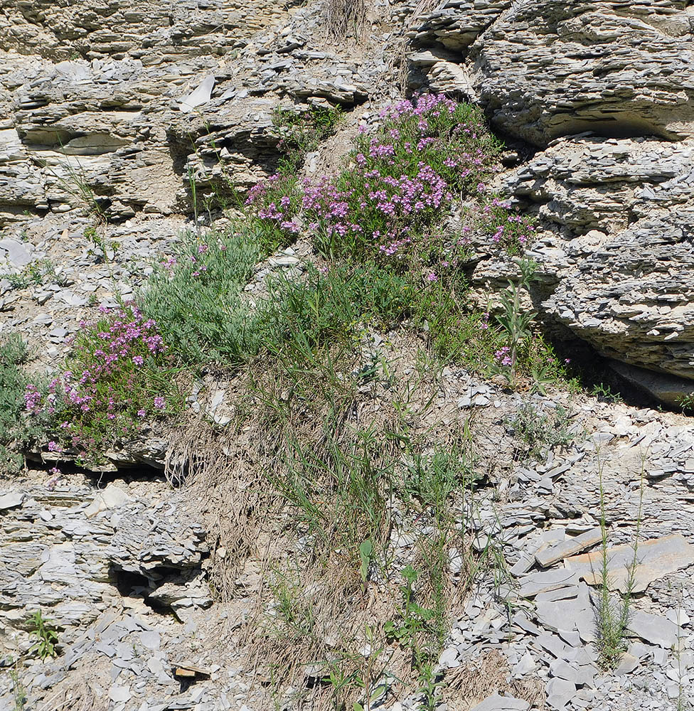 Image of Thymus elenevskyi specimen.