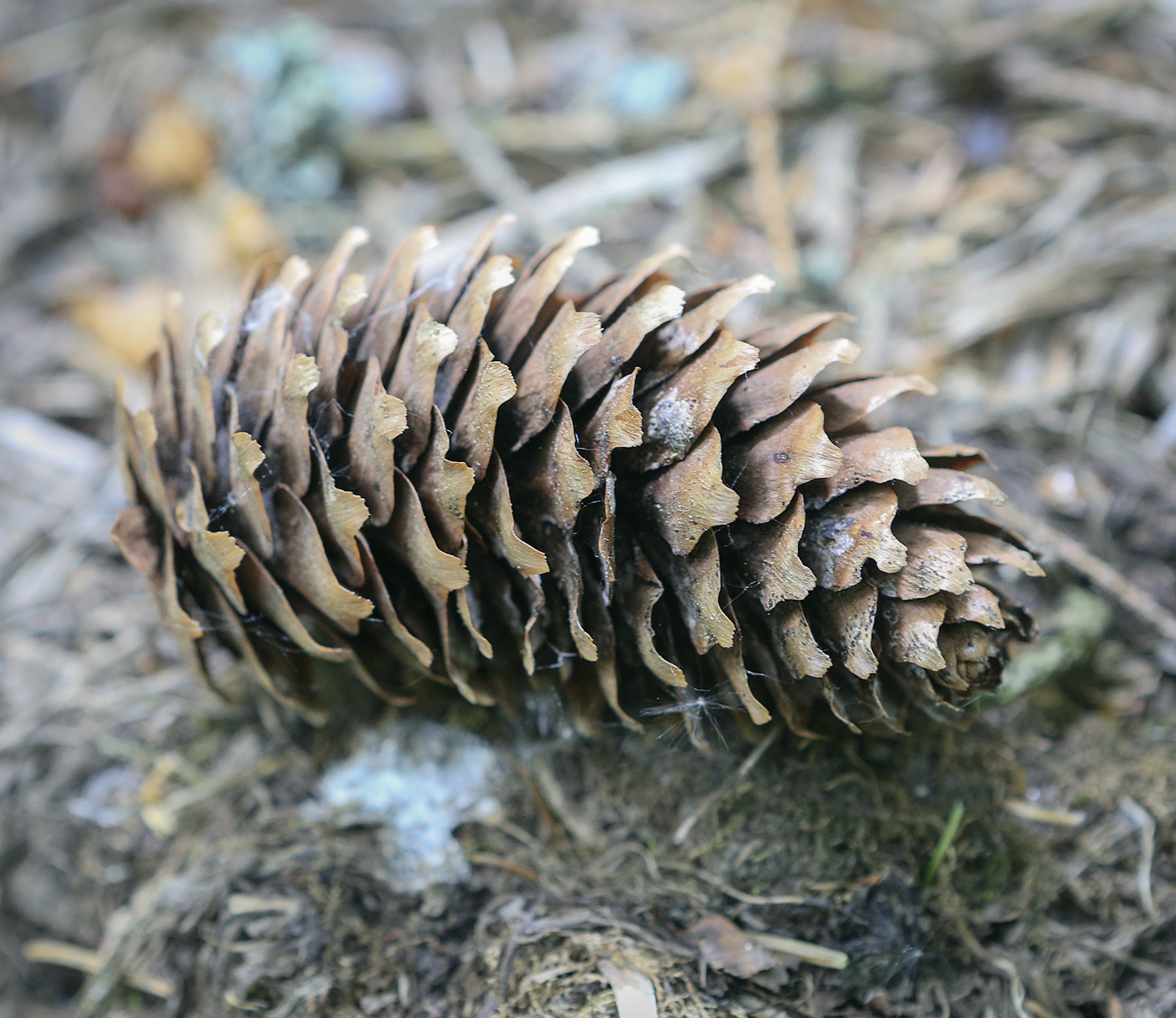 Изображение особи Picea abies.