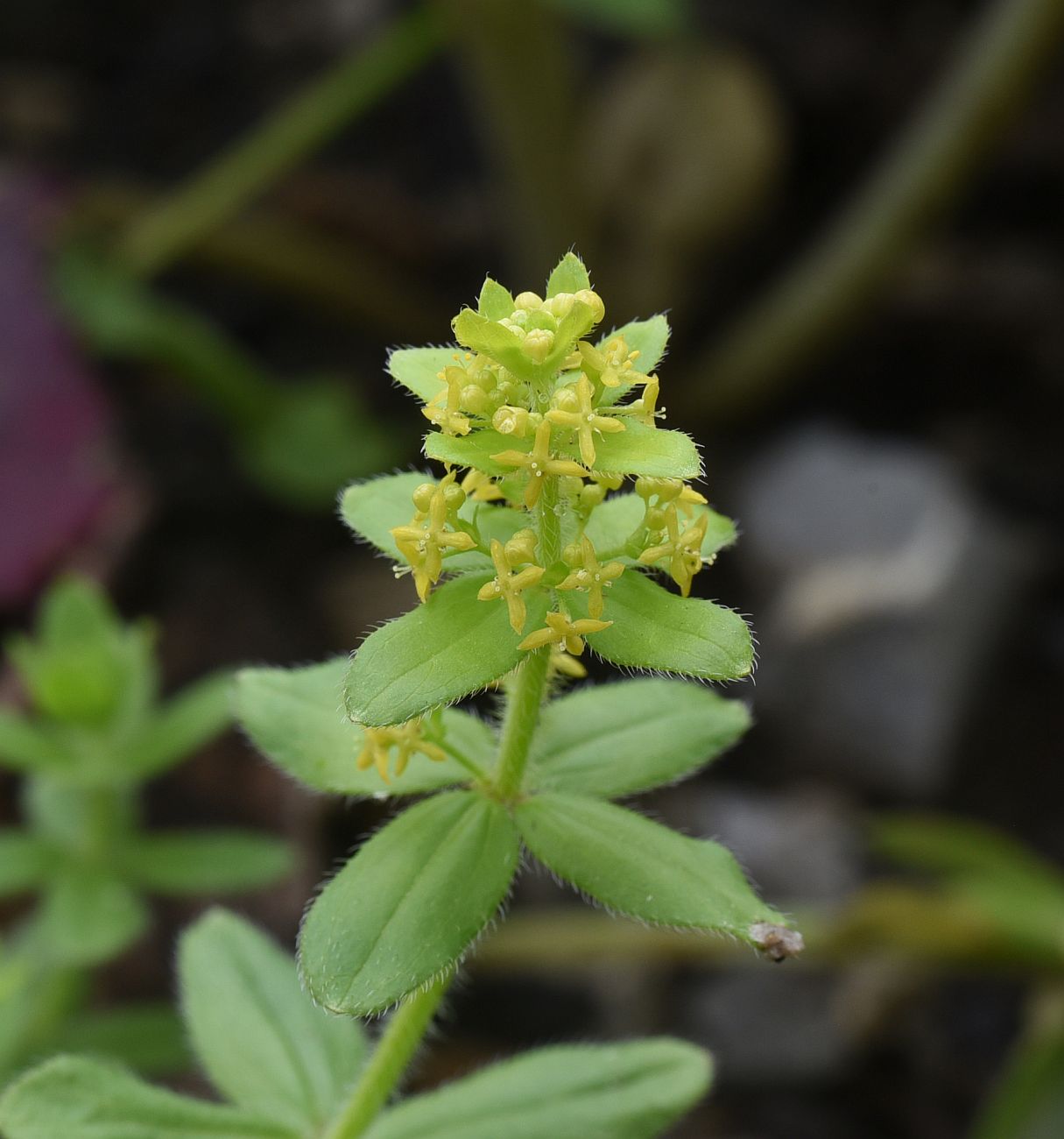 Image of Cruciata laevipes specimen.