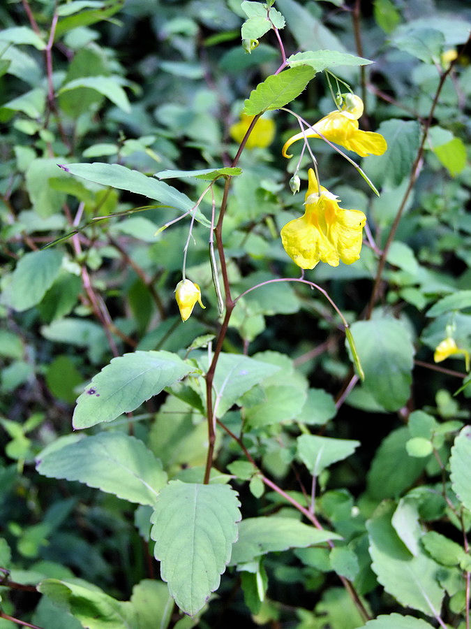 Изображение особи Impatiens maackii.