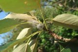 Populus longifolia. Верхушка побега (видна абаксиальная поверхность листьев и прилипшие перья птицы). Тверская обл., Весьегонский р-н, с. Чистая Дуброва, дорога на ферму и мастерские, в озеленении. 4 августа 2022 г.