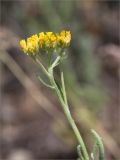 Achillea micrantha. Верхушка побега с соцветием. Волгоградская обл., Иловлинский р-н, окр. хут. Вилтов, берег р. Дон, разнотравная степь. 31.05.2022.