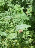 Rumex acetosa. Нижняя часть плодоносящего растения. Республика Ингушетия, Джейрахский р-н, окр. альплагеря \"Кязи\", выс. 1960 м н.у.м, луг, пространство между двумя глыбами. 23 июля 2022 г.
