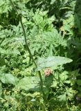 Rumex acetosa