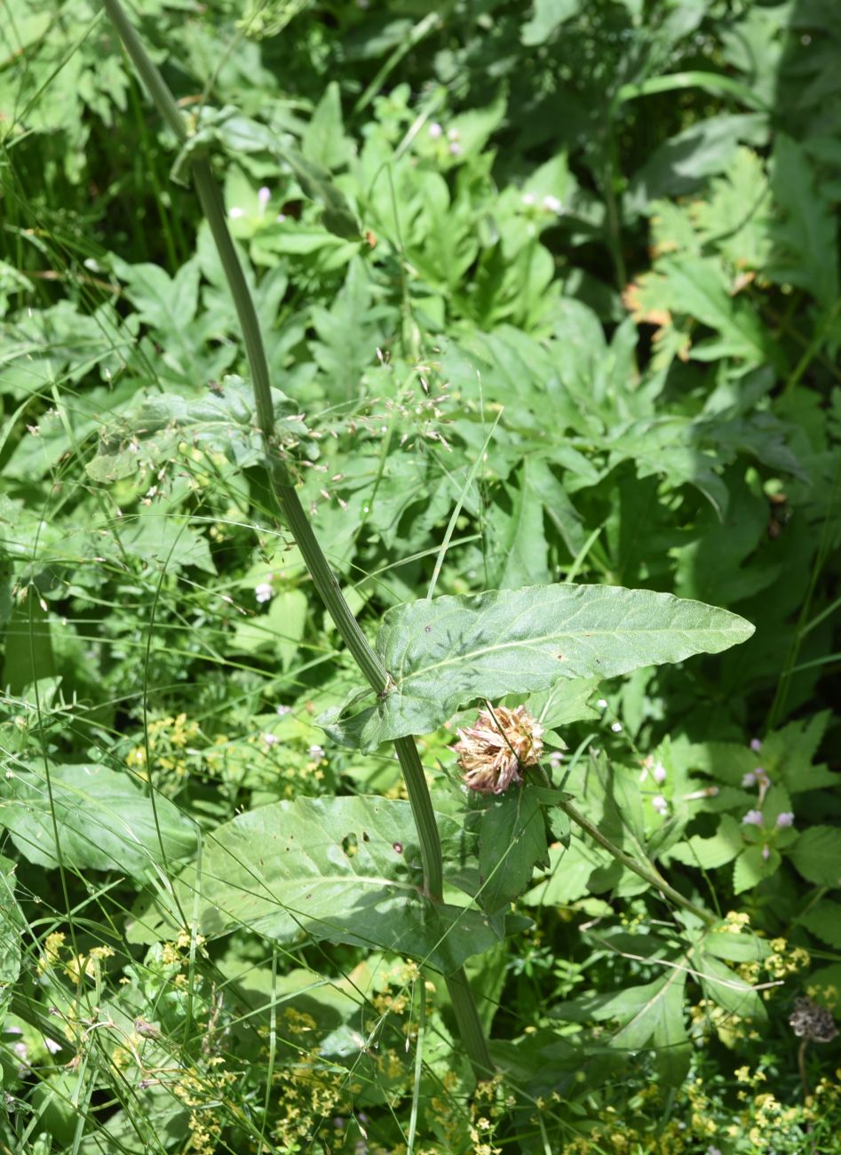 Image of Rumex acetosa specimen.