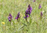 Dactylorhiza majalis