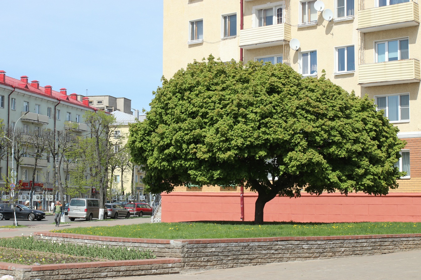 Image of Acer platanoides specimen.