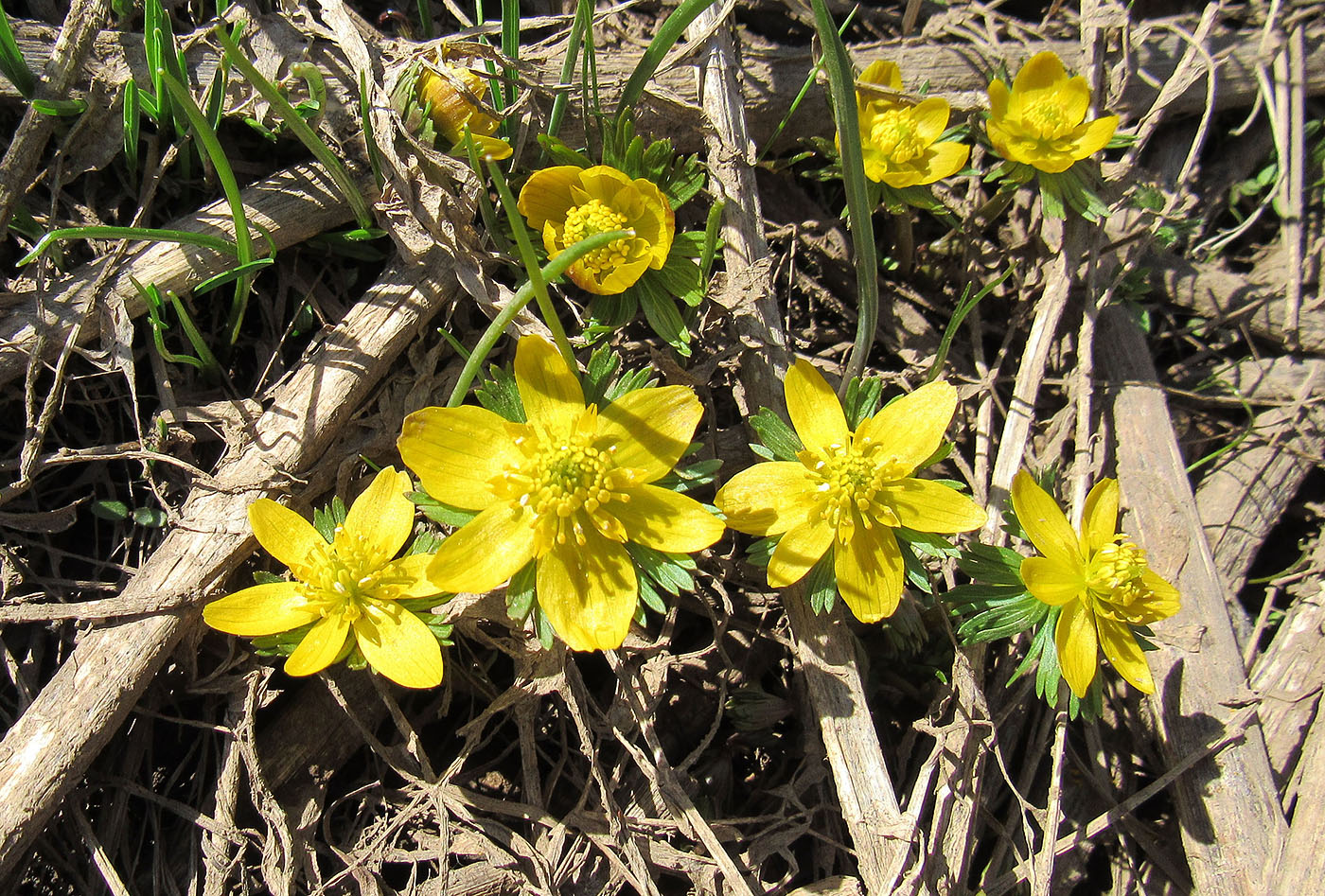 Image of Eranthis longistipitata specimen.