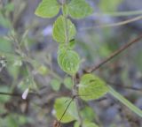 Clinopodium vardarense