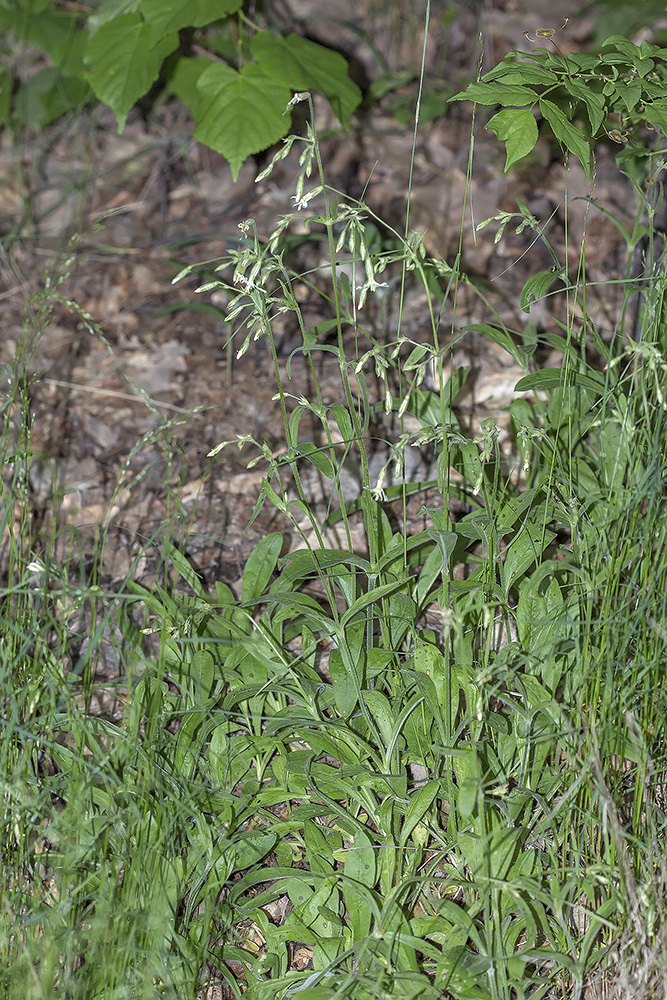 Изображение особи Silene nutans.