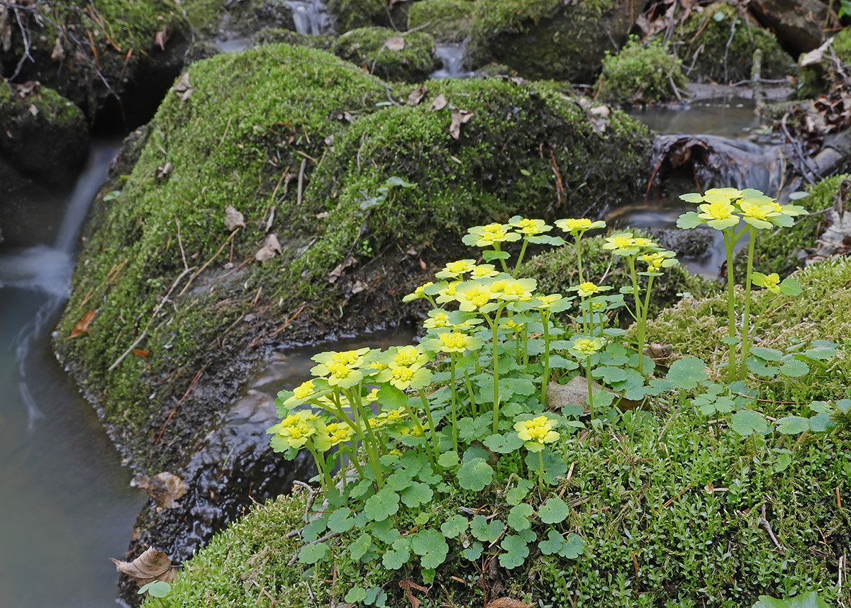 Image of genus Chrysosplenium specimen.