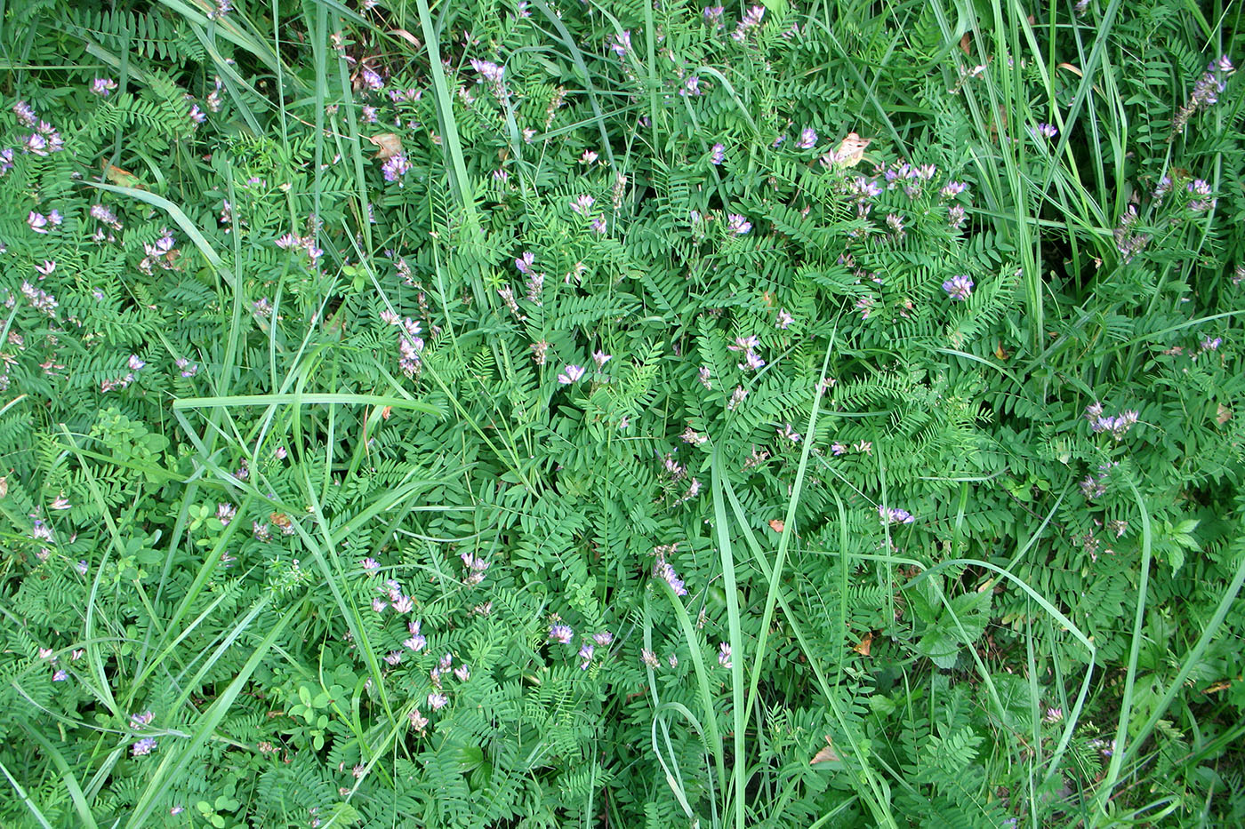 Image of Vicia cassubica specimen.