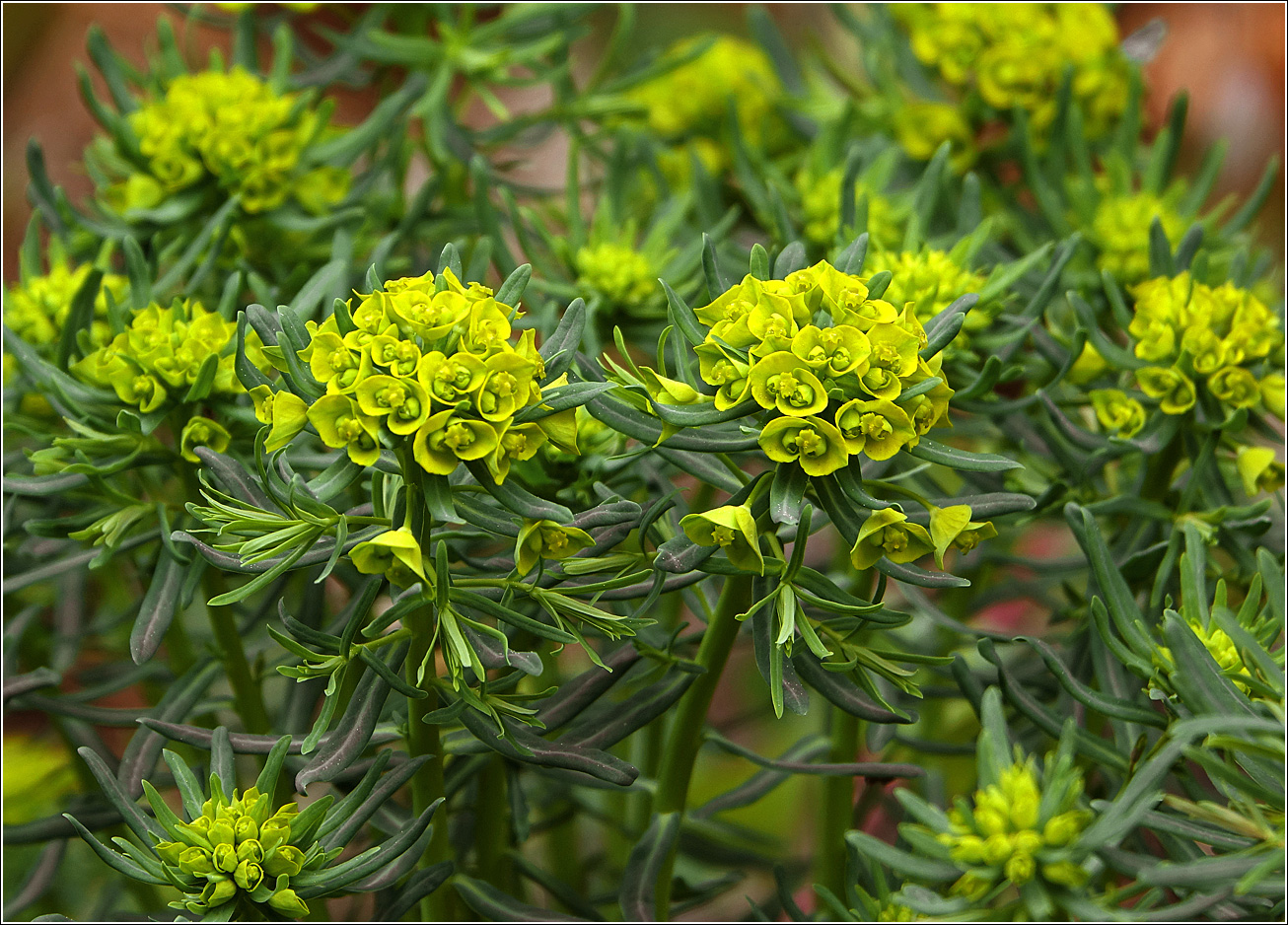 Image of Euphorbia cyparissias specimen.