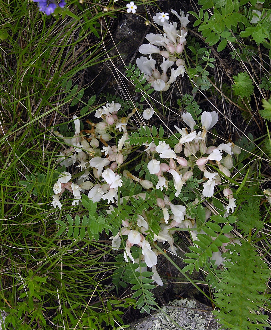 Изображение особи Astragalus rupifragus.