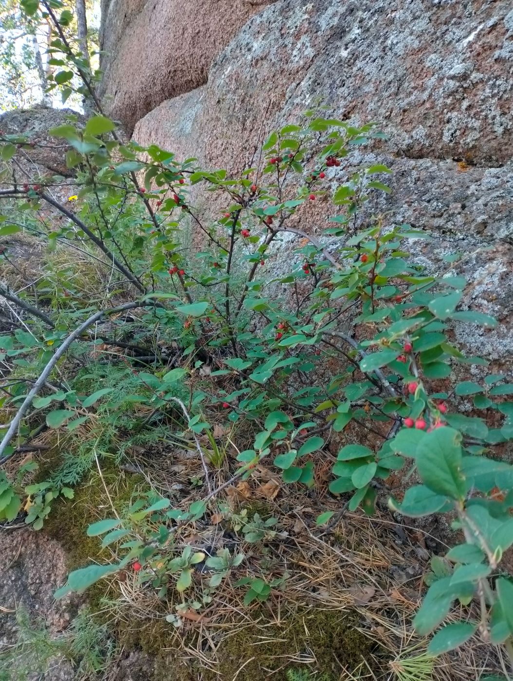 Image of Cotoneaster tjulinae specimen.