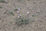 Convolvulus fruticosus