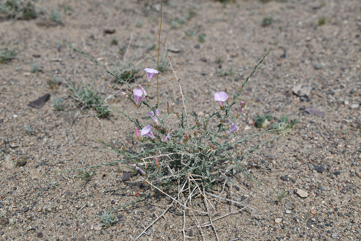 Image of Convolvulus fruticosus specimen.