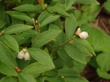 Vaccinium angustifolium. Ветвь с соцветиями при повторном цветении. Московская обл., г. Видное, садовый участок, кислый цветник. 22.08.2023.