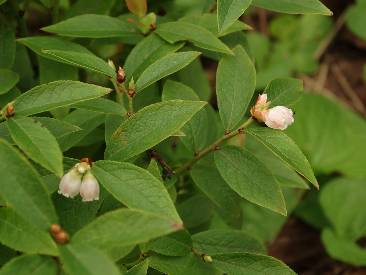 Изображение особи Vaccinium angustifolium.