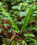 Phyllitis scolopendrium. Вегетирующее растение в сообществе с Acer. Грузия, Самцхе-Джавахети, национальный парк \"Боржоми-Харагаули\", широколиственный лес. 11.06.2023.
