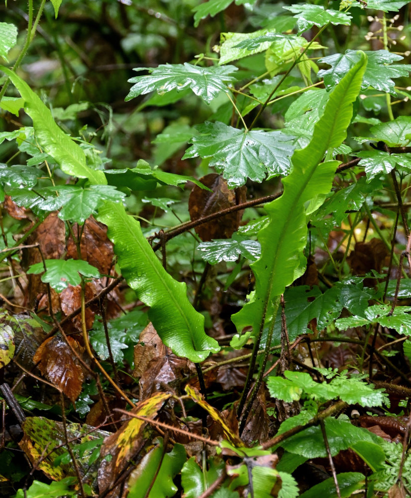 Изображение особи Phyllitis scolopendrium.