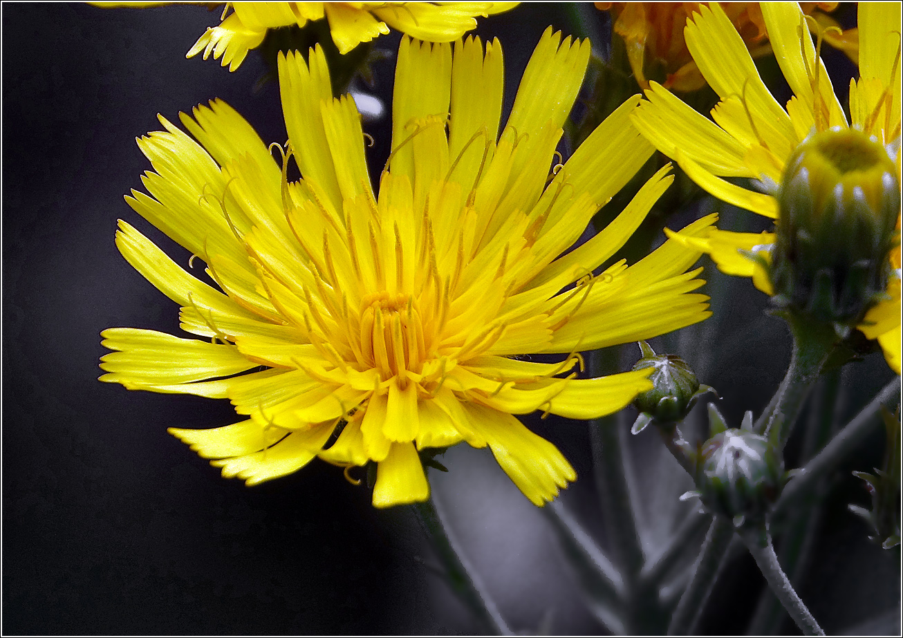 Image of Hieracium umbellatum specimen.