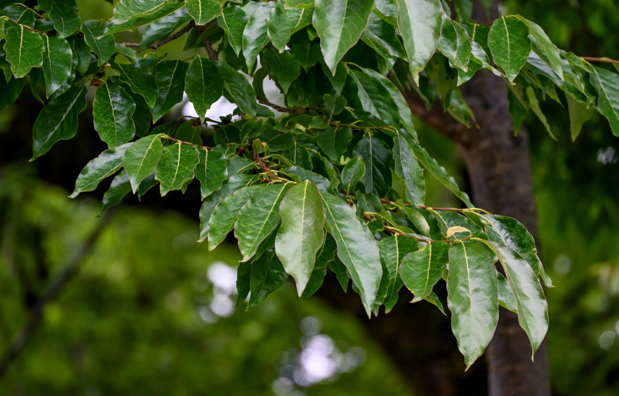 Image of Diospyros lotus specimen.