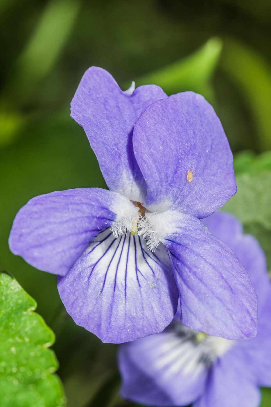 Image of Viola ruppii specimen.
