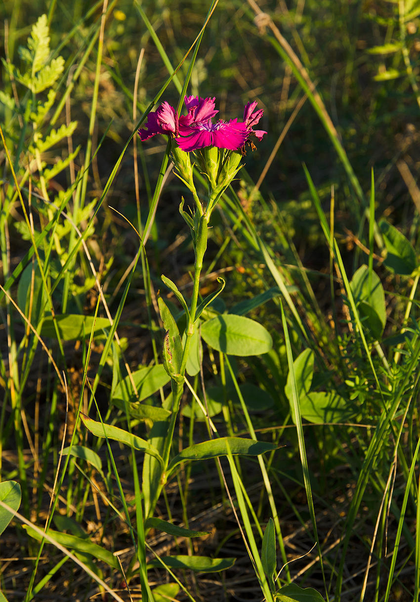 Изображение особи род Dianthus.