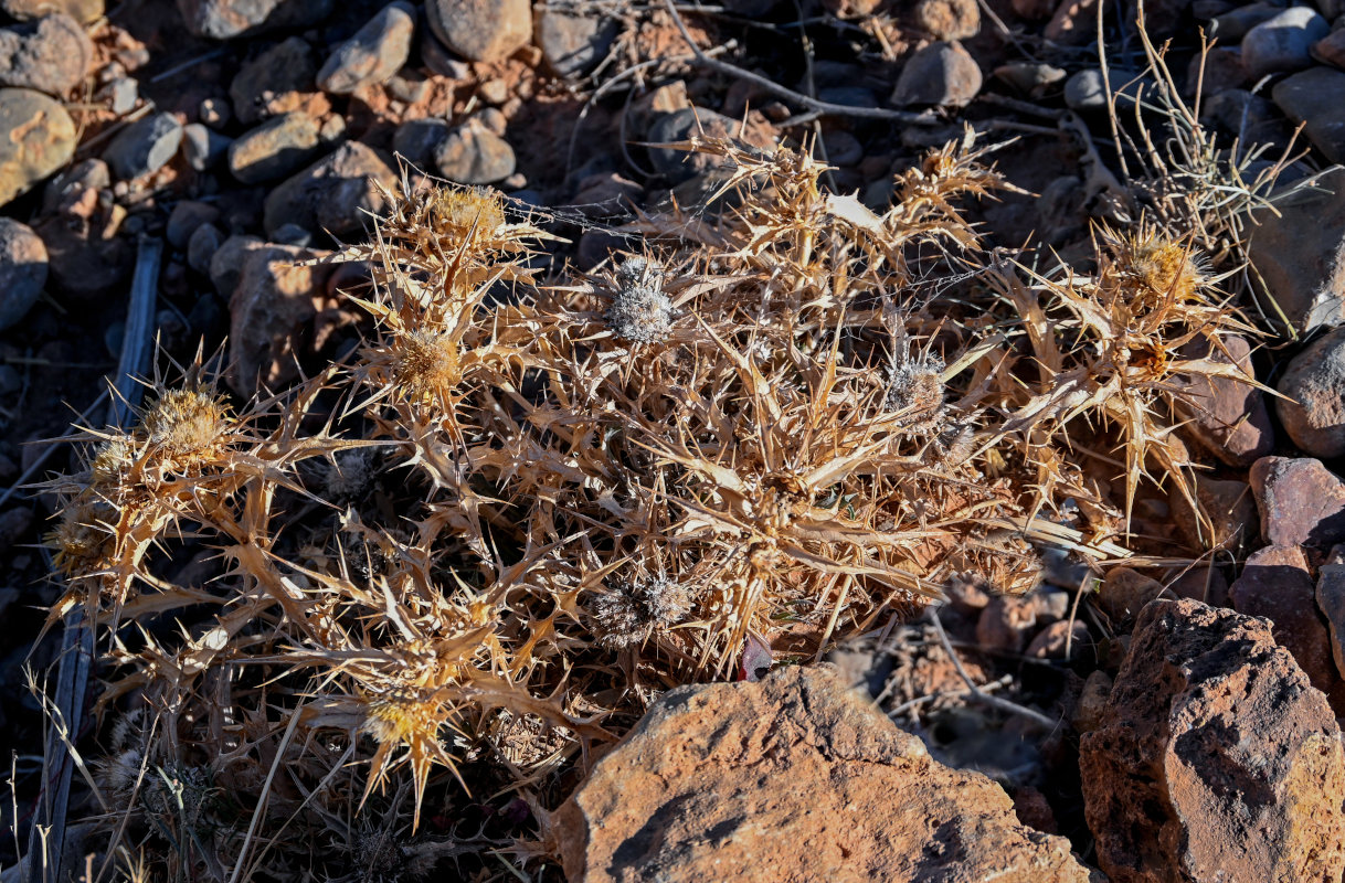 Image of Carlina brachylepis specimen.
