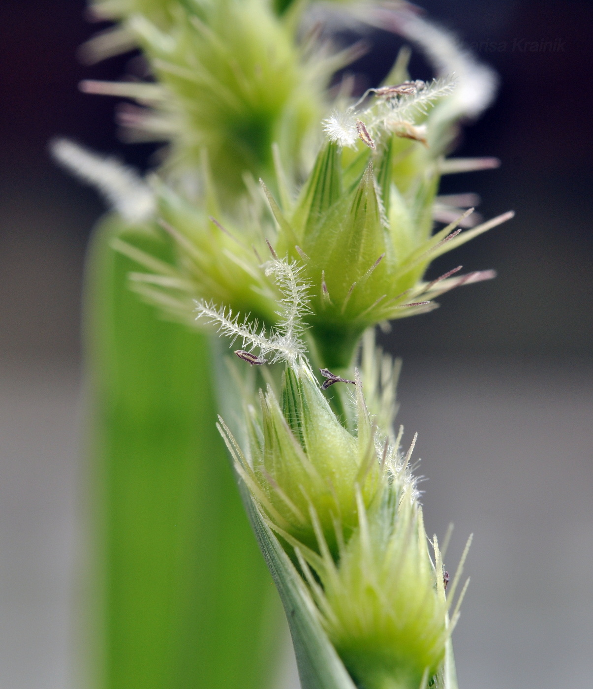 Изображение особи Cenchrus echinatus.