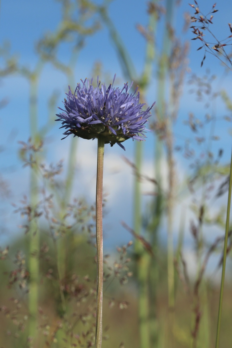 Image of Jasione montana specimen.