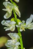 Melilotus albus