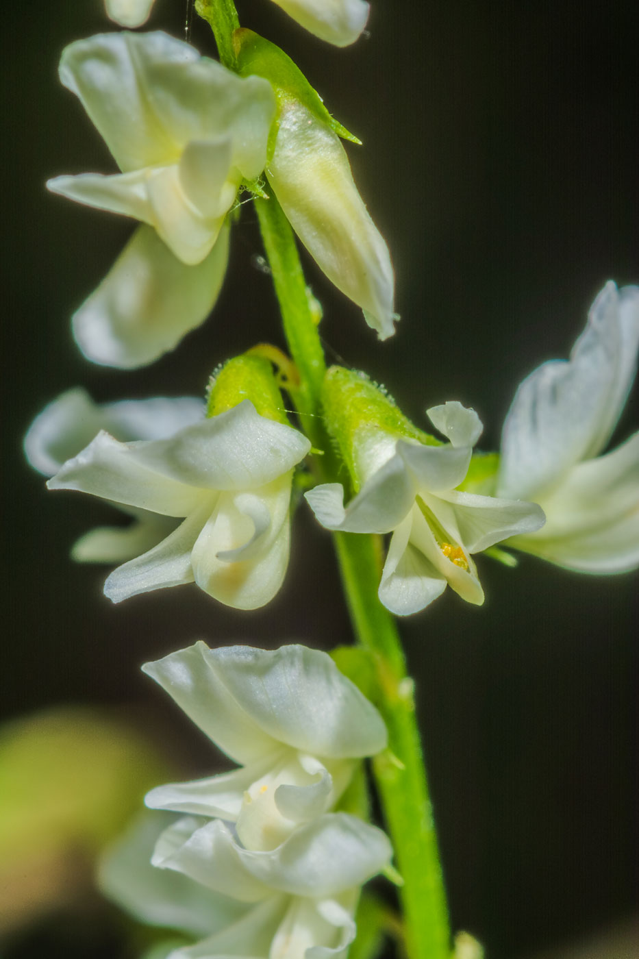 Изображение особи Melilotus albus.