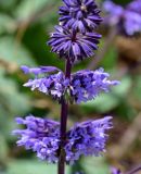 Salvia verticillata