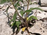 genus Stachys