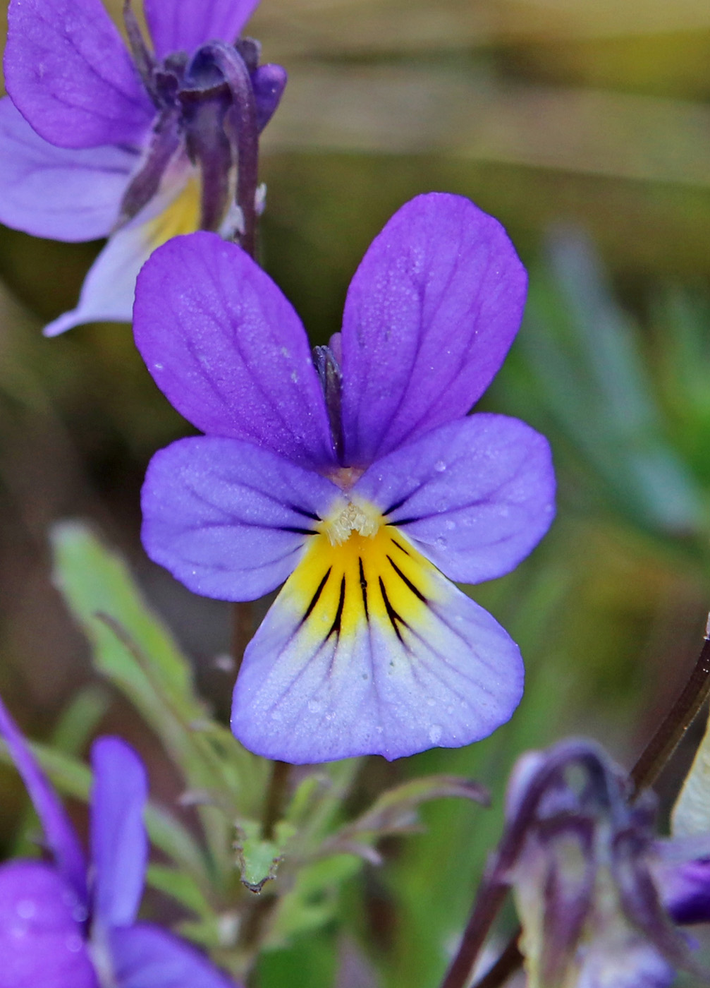 Изображение особи Viola tricolor.