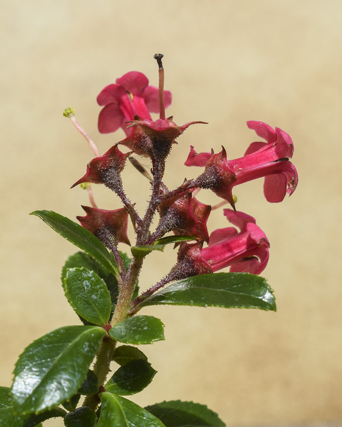 Image of Escallonia rubra specimen.