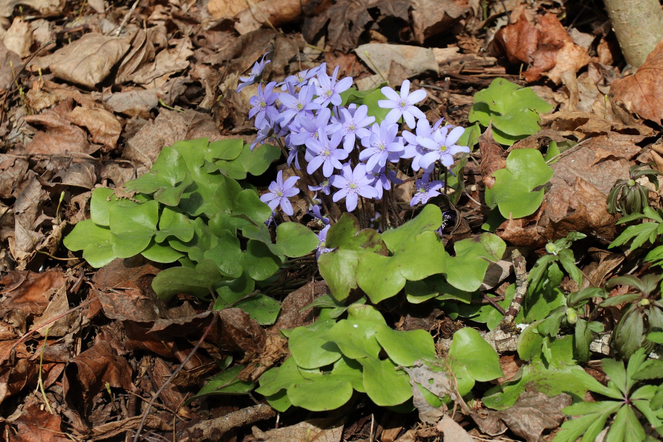 Image of Hepatica nobilis specimen.