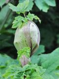 Heracleum sosnowskyi. Верхушка растения с неразвернувшимся соцветием внутри влагалища присоцветного листа. Коми, окраина г. Сыктывкар, обочина грунтовой дороги. 28.06.2010.