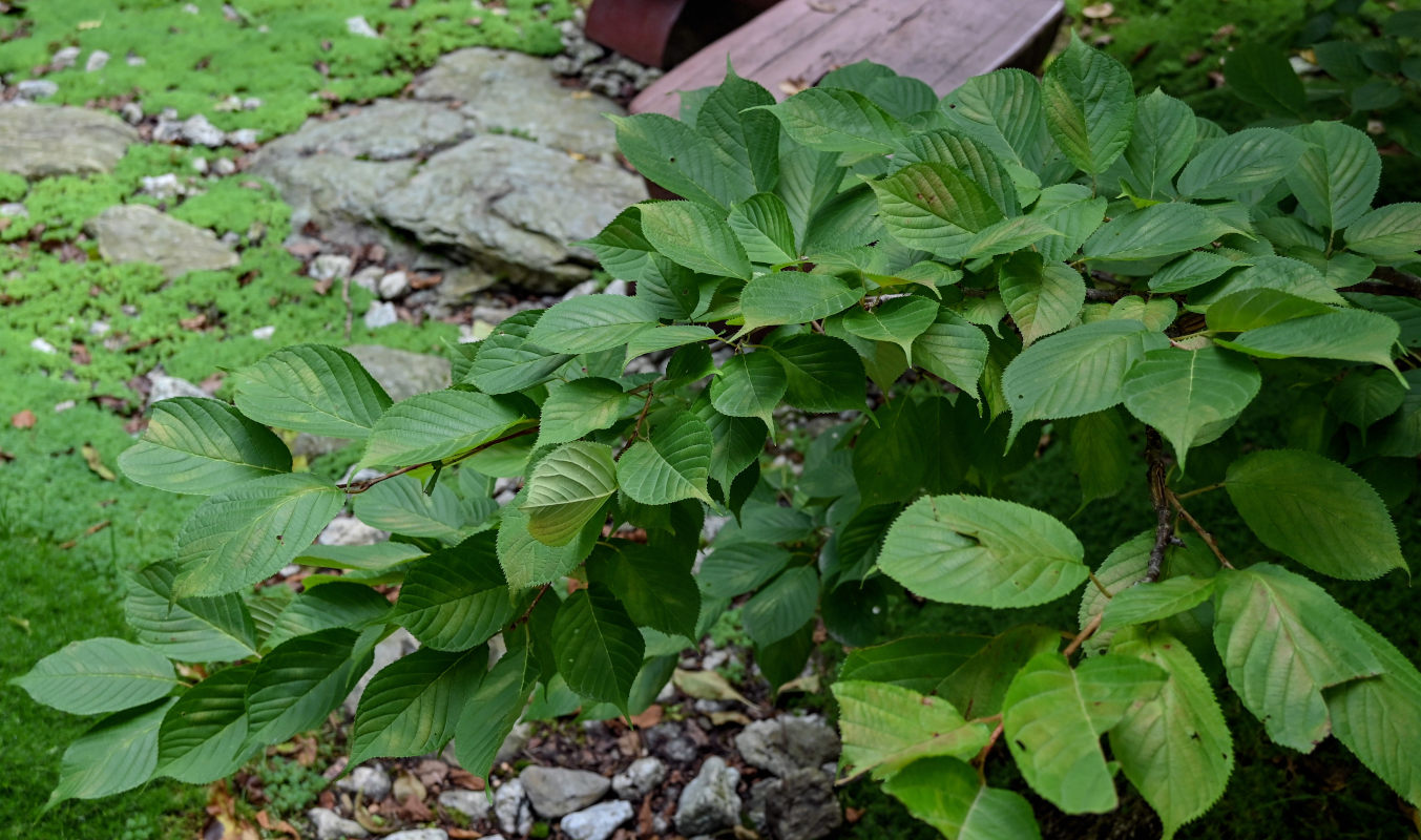 Изображение особи Cerasus sachalinensis.